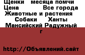 Щенки 4 месяца-помчи › Цена ­ 5 000 - Все города Животные и растения » Собаки   . Ханты-Мансийский,Радужный г.